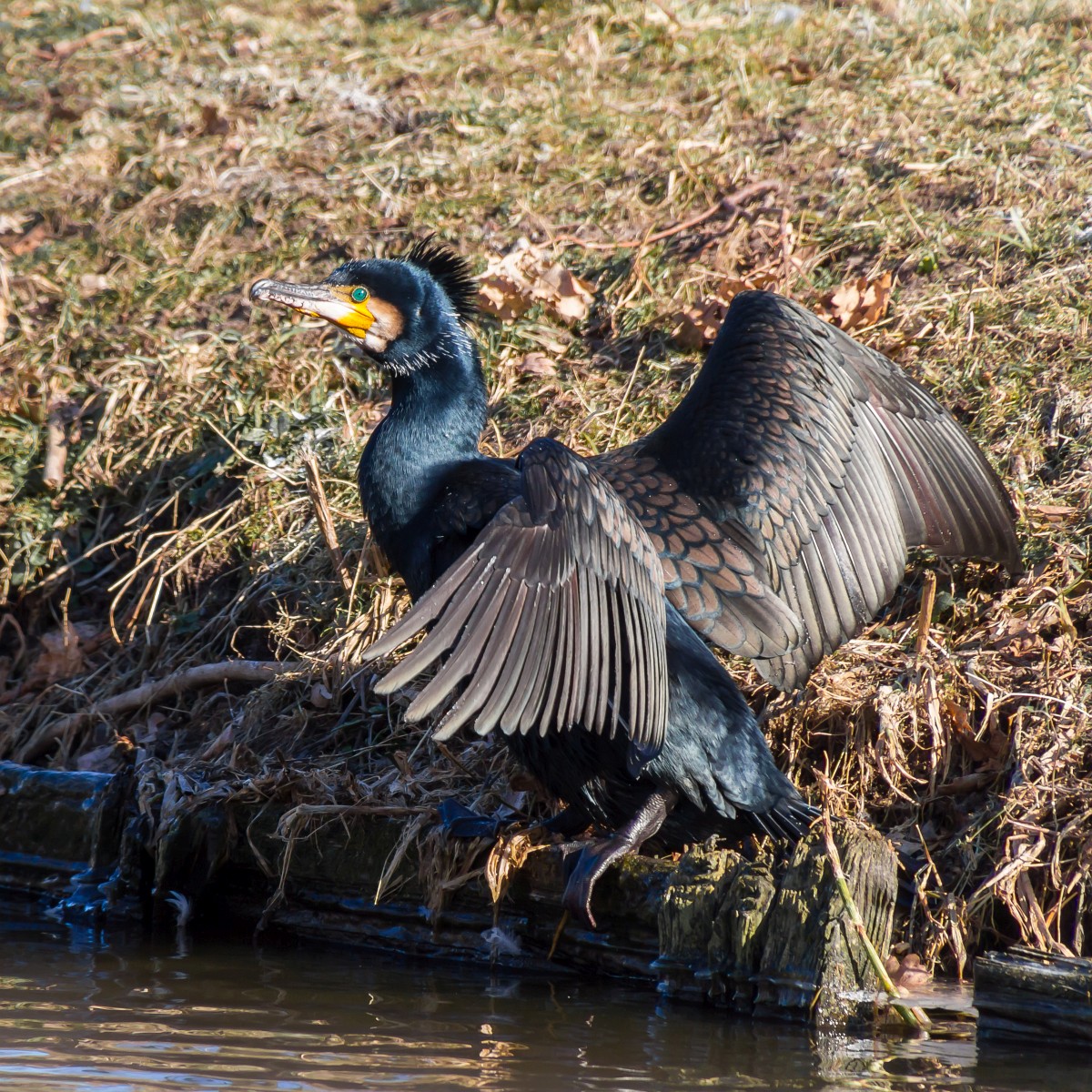 foto: [20180226PV8663]